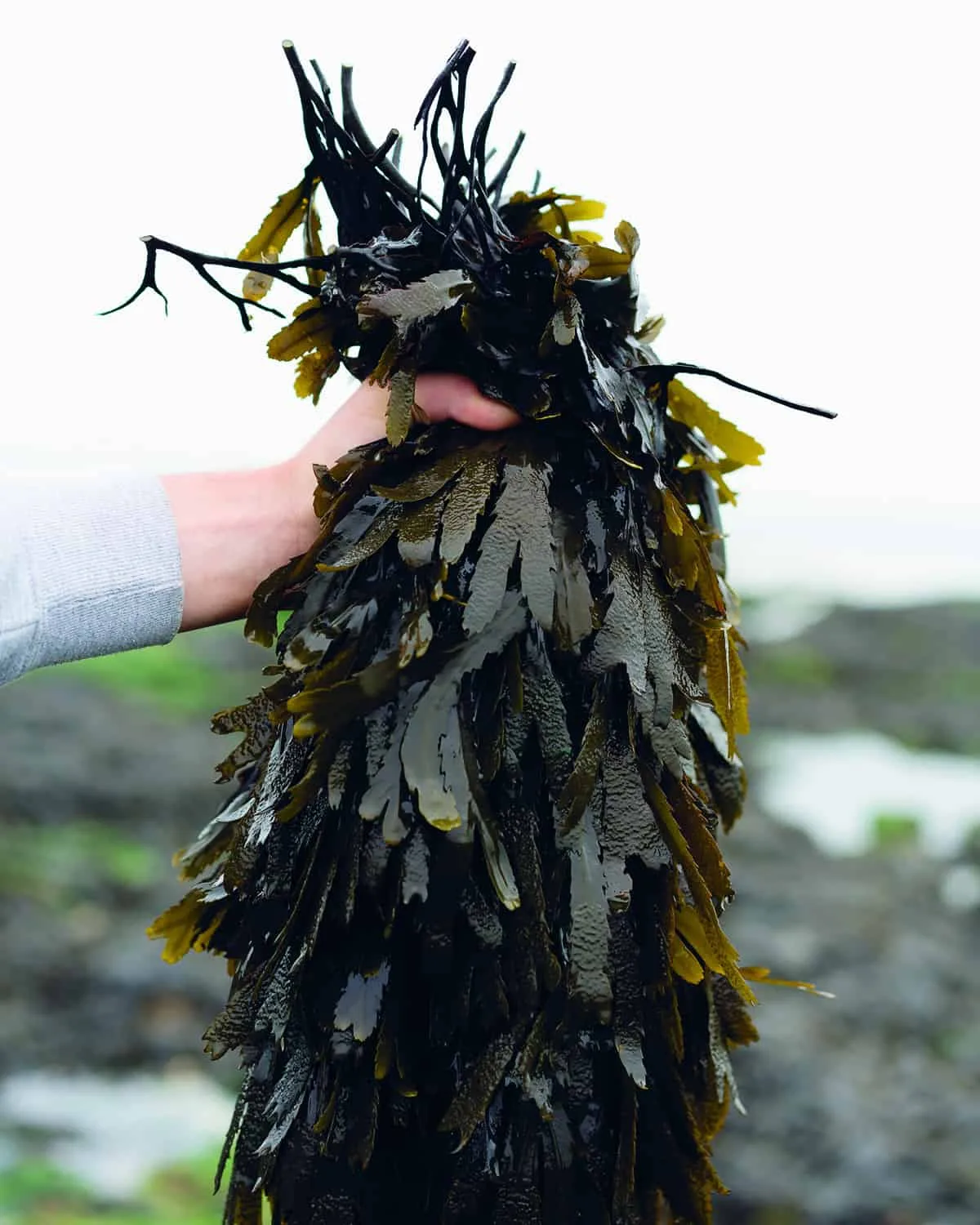 Haeckels: From the ocean, for the ocean